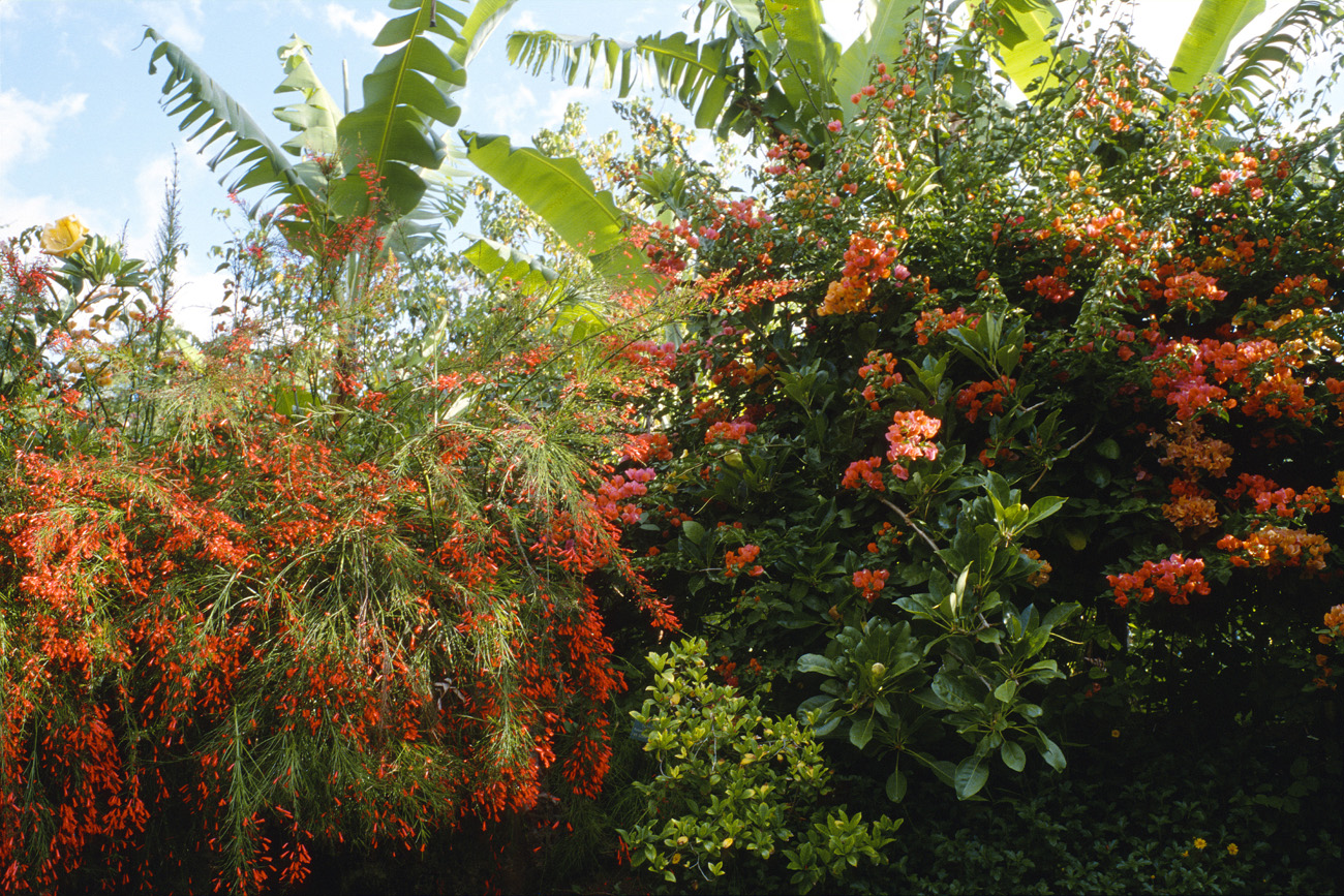 reu96_152 jardin eden.jpg - Ouest, nov-96 Jardin d'Eden - Saint Gilles fleurs tropicales  Elite Chrome 100